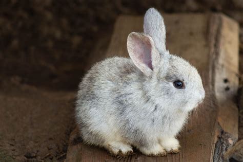 兔子可以養在房間嗎|兔子飼養須知